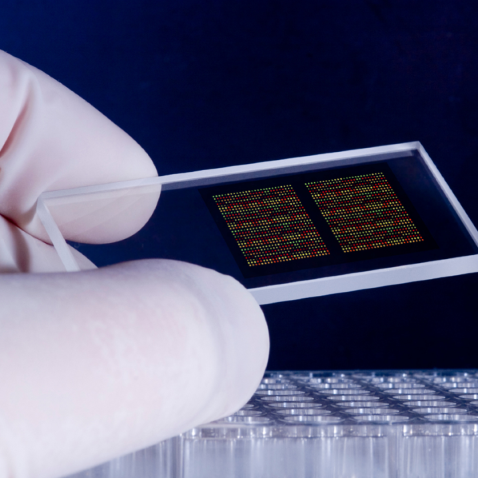 A gloved hand holding a slide with DNA chips