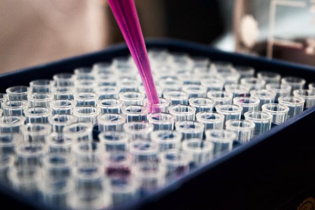 A tray of test-tubes being filled with a pink liquid