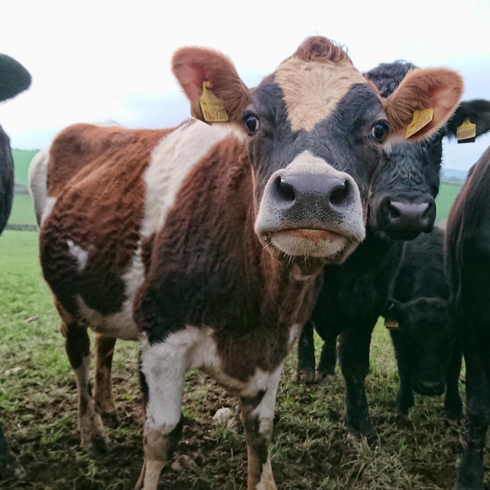 Cows in a field