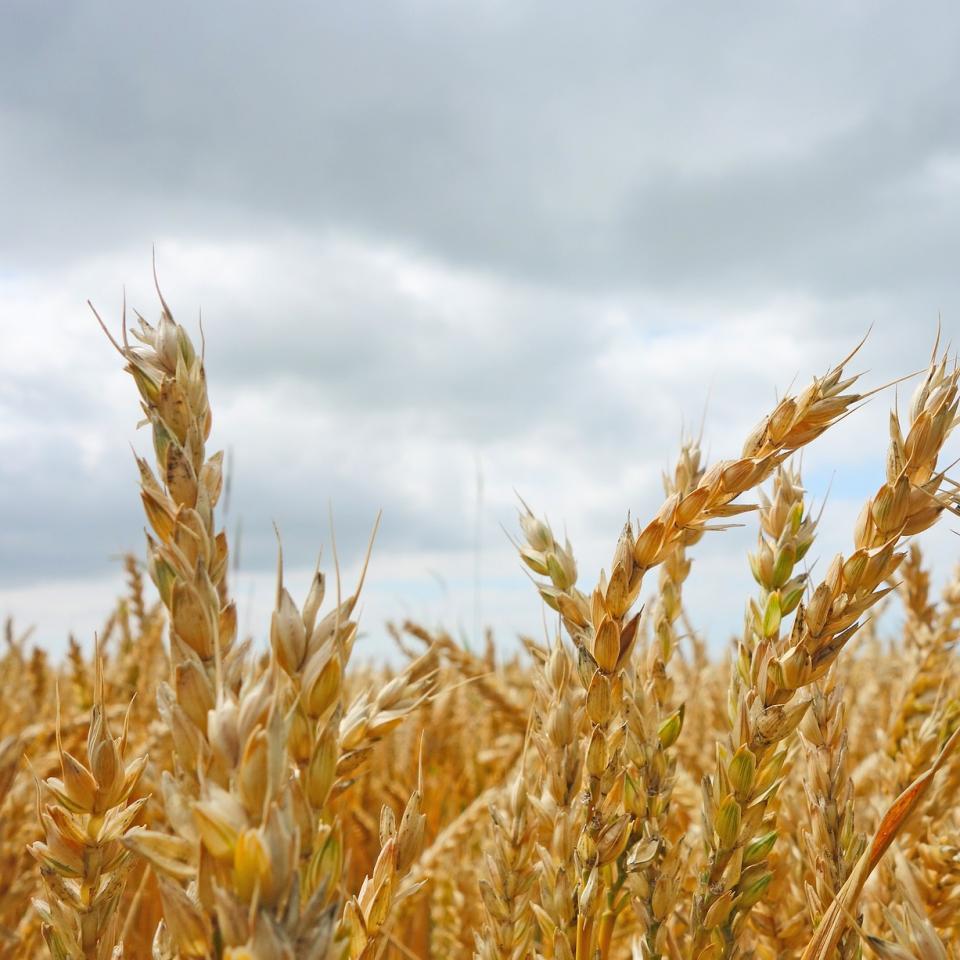 A field of oats