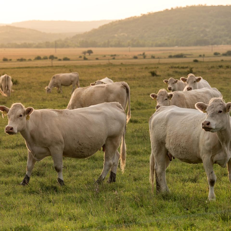 A herd of white cows in a field