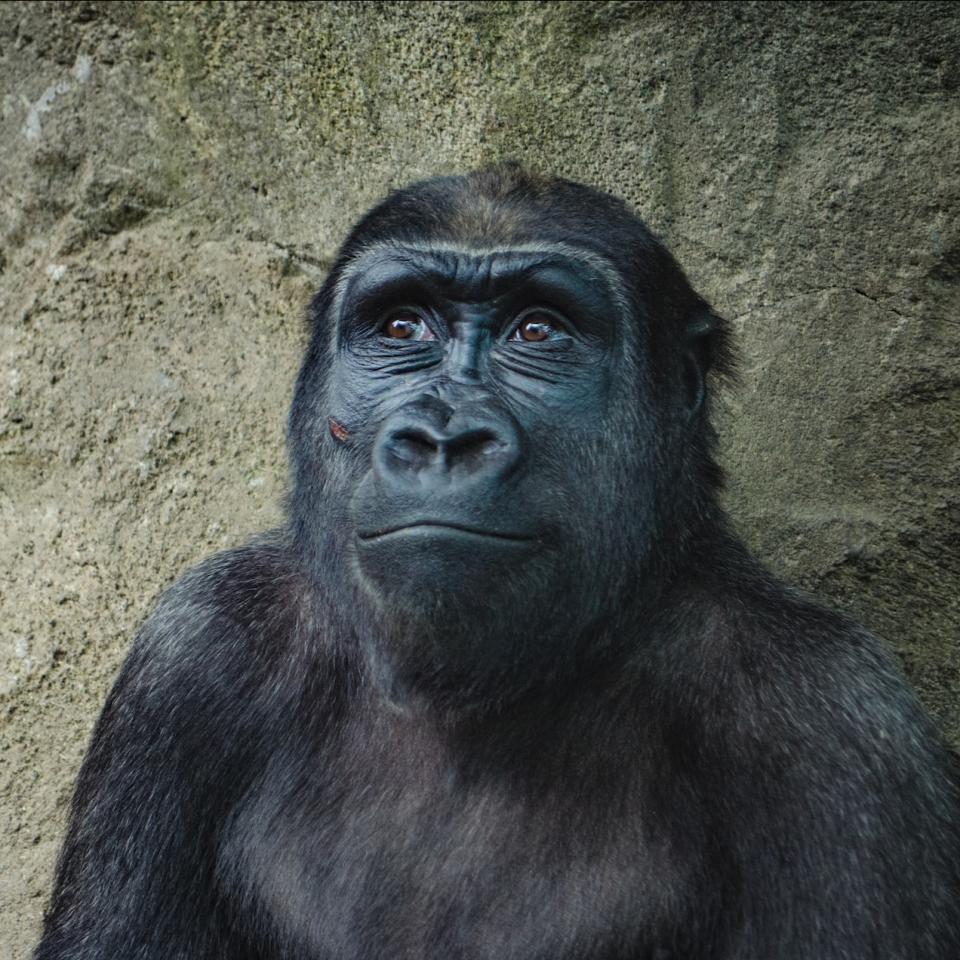 A gorilla