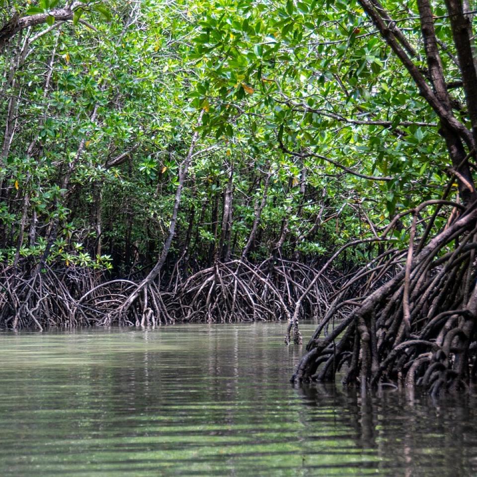 A mangrove forest