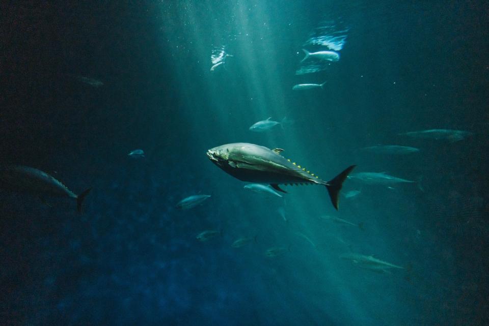 Fish swimming in the ocean