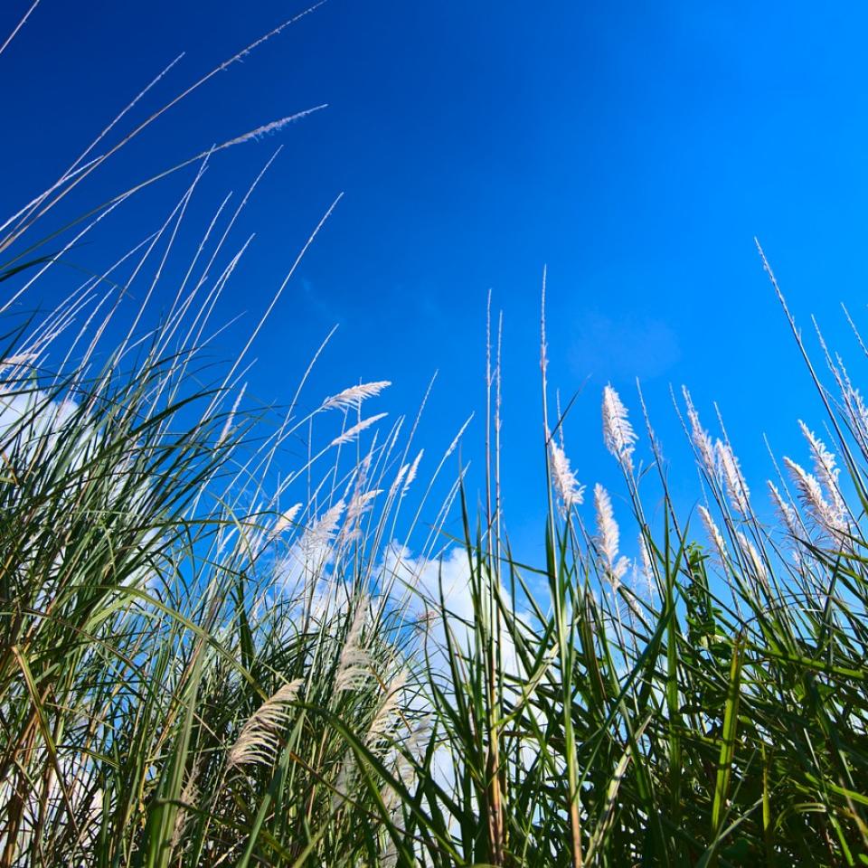 Miscanthus plants against blue sky